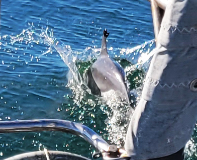 dolphins at bow of sailboat